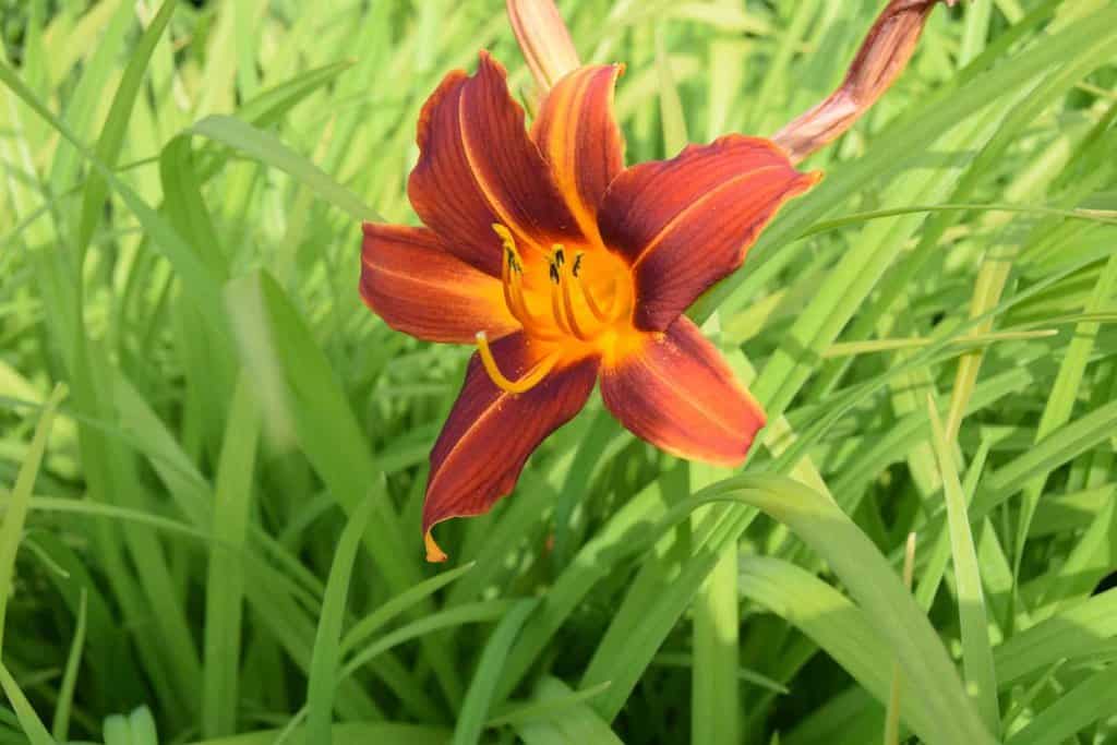 Hemerocallis 'Sammy Russell' ---